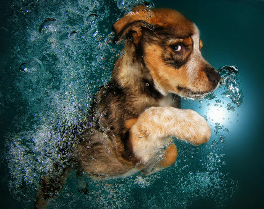 Foto: Seth Casteel hund1