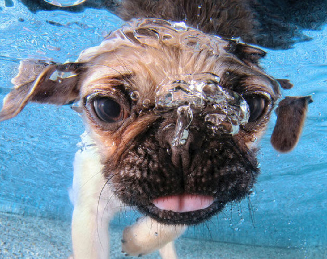 Foto: Seth Casteel hund2
