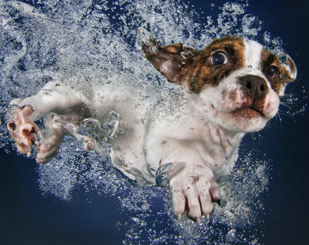 Foto: Seth Casteel hund3