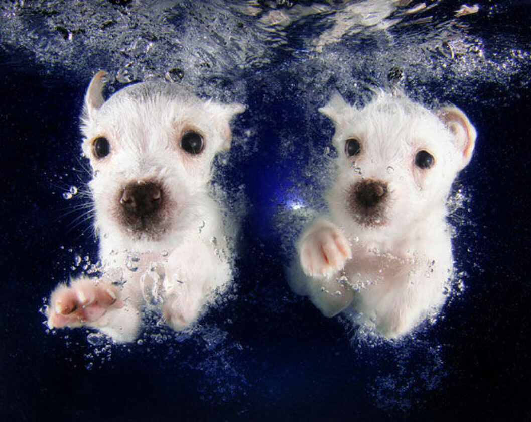 Foto: Seth Casteel hund4