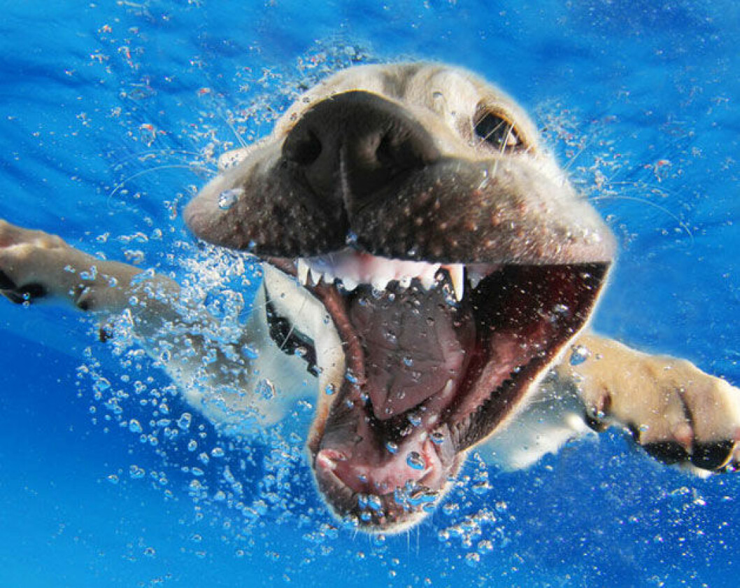 Foto: Seth Casteel hund5