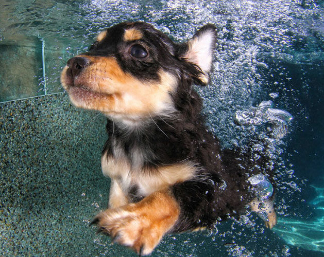 Foto: Seth Casteel hund6