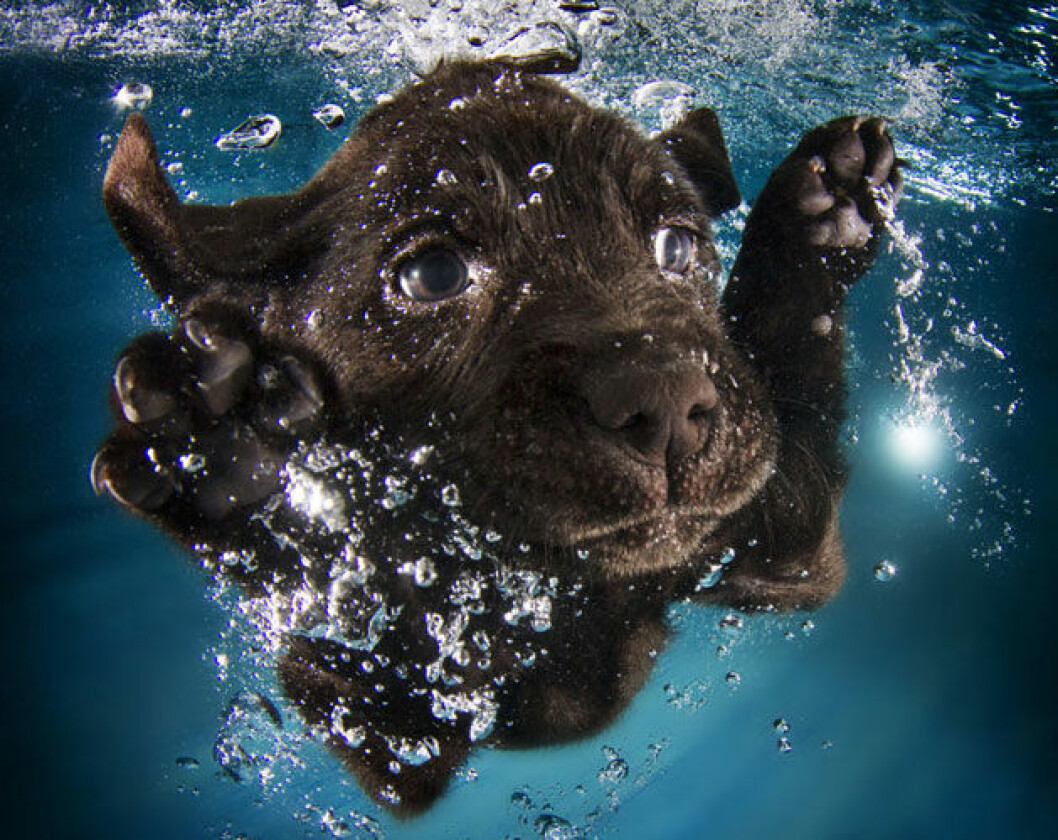 Foto: Seth Casteel hund7