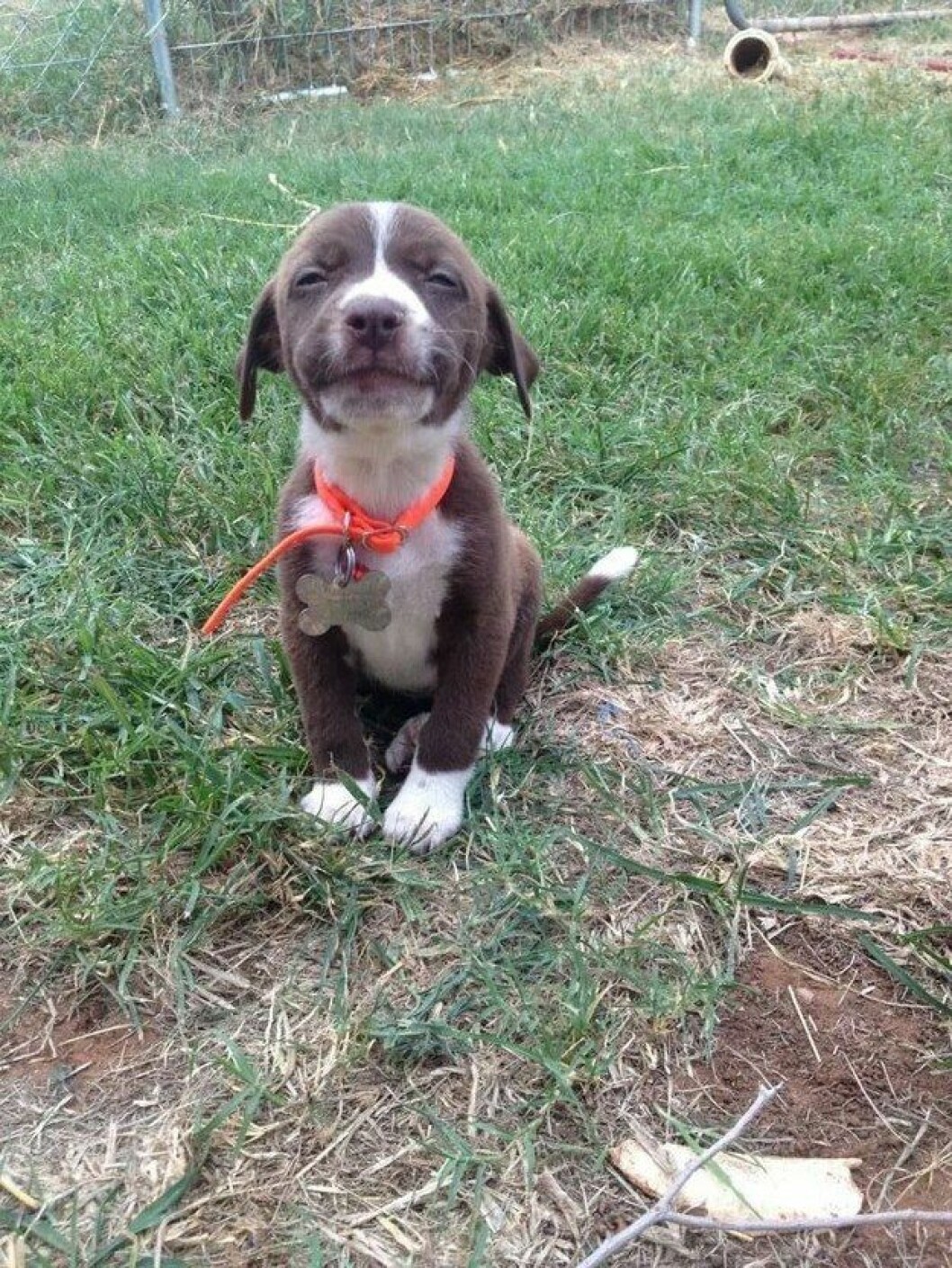 Foto: <a href="http://imgur.com/x8mz1UE" target="_blank">Imgur.com</a> hund1
