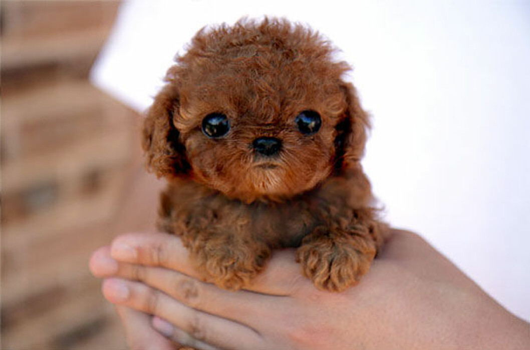 Foto: <a href="http://blog.naver.com/PostList.nhn?blogId=chlejr123">blog.naver.com</a> hund2