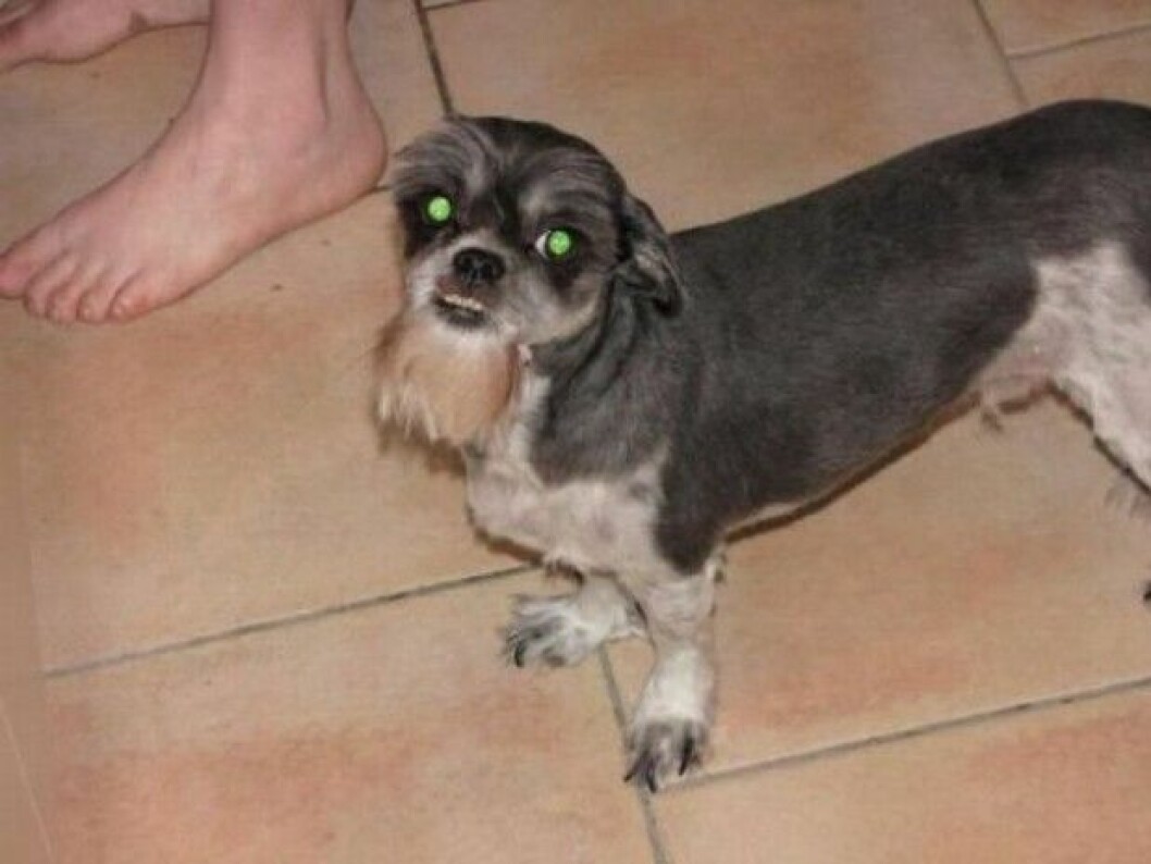hund-2