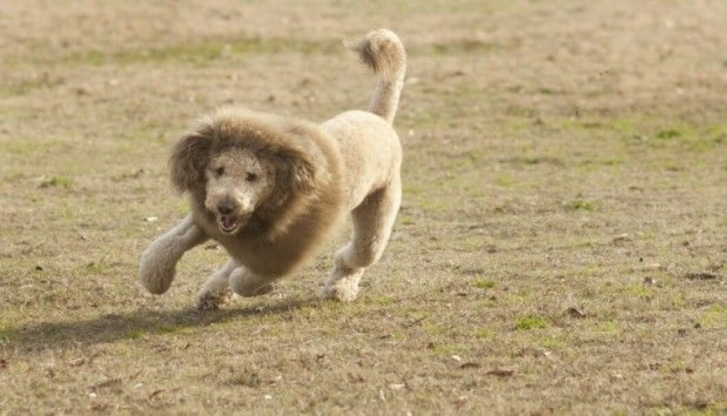 hund-4