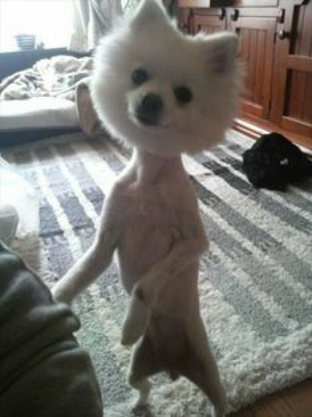 hund-6