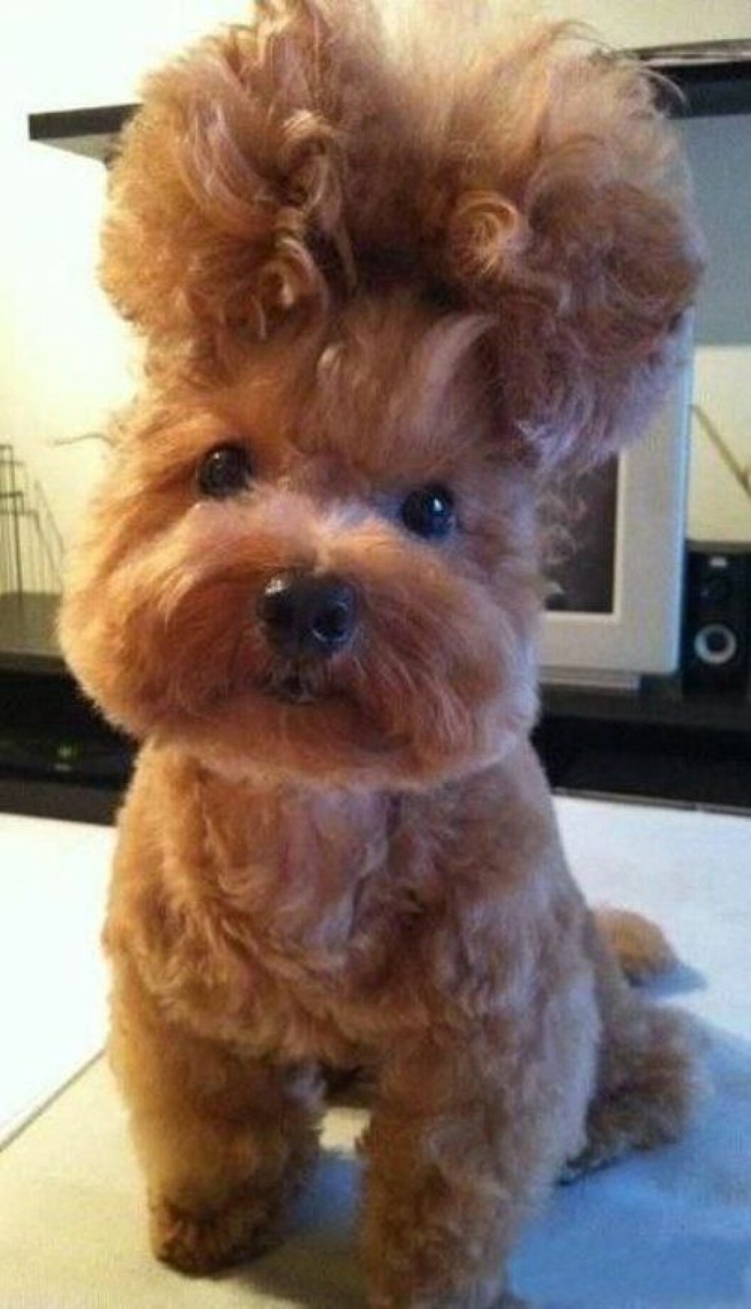 hund-8