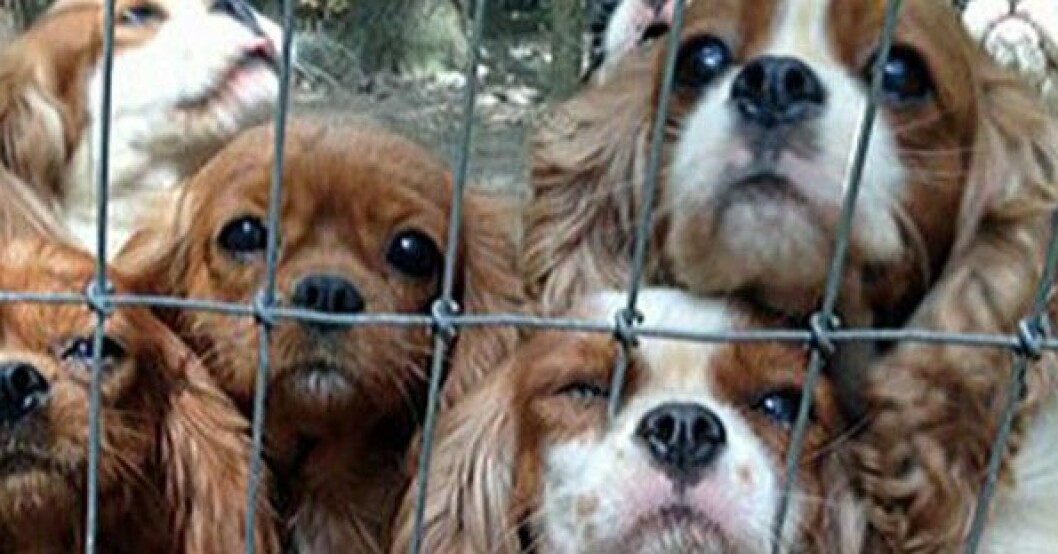 Omfattande insats räddade 108 hundar från vedervärdig hundkennel
