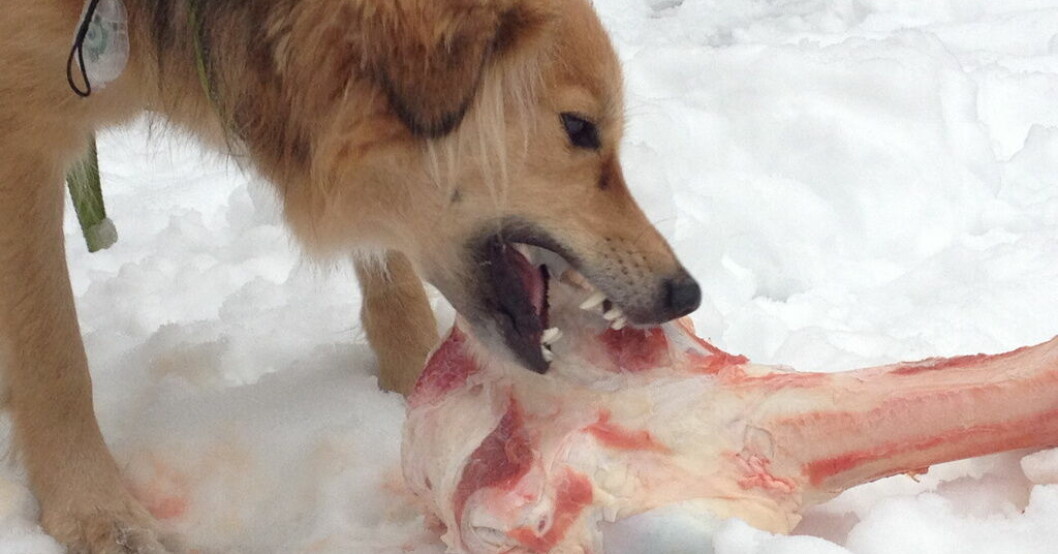 Hunden Lyra festar på ben och brosk. En måltid som kan gynna henne i framtiden. Rått kött och bär bäst för hundmagen
