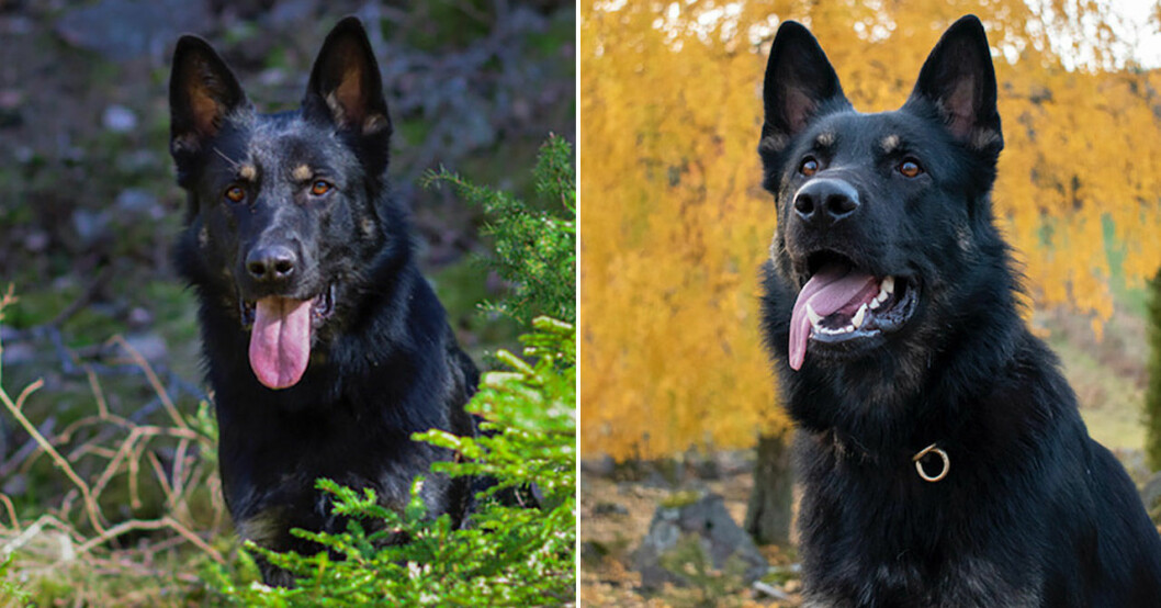 Hunden Qirov i nutid, som vuxen. Hunden Qirov i nutid, som vuxen.