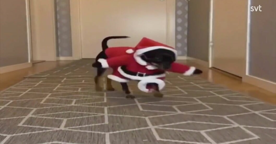 Tiken Winna är utklädd till tomte. Hunden Winna