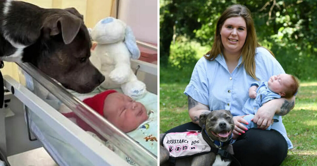 Hunden Belle fick följa med till förlossningen när mamman skulle föda barn.