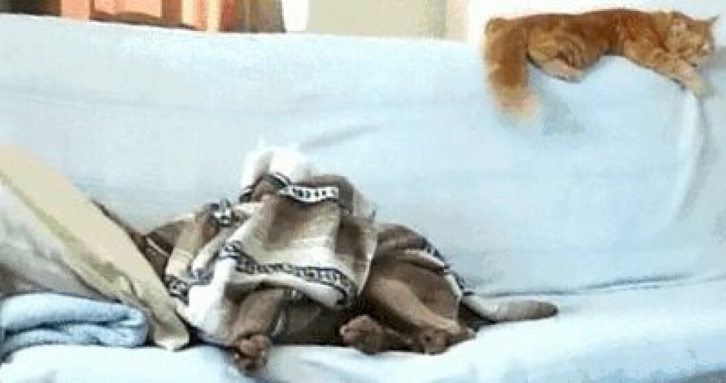 Via: <a href="http://giphy.com/gifs/dog-cute-4rkpjhMPJxPKE" target="_blank">giphy</a> iAsqrr5R3BxR7