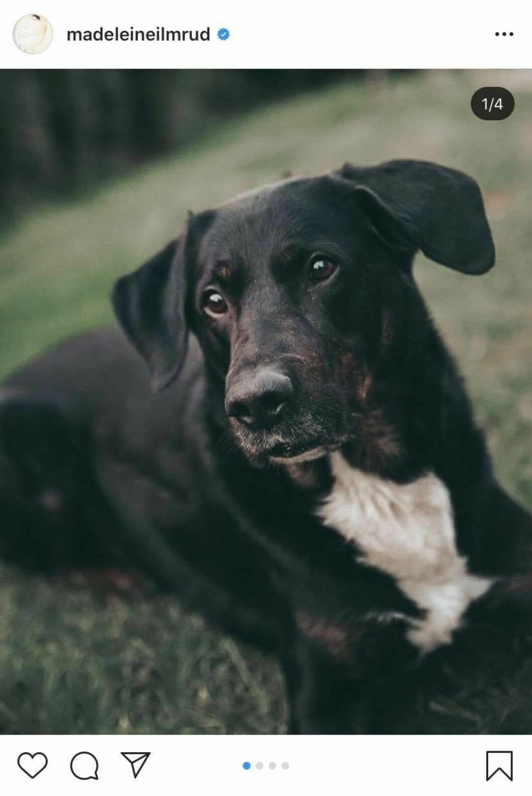 FOTO: Instagram Madeleine Ilmruds hund