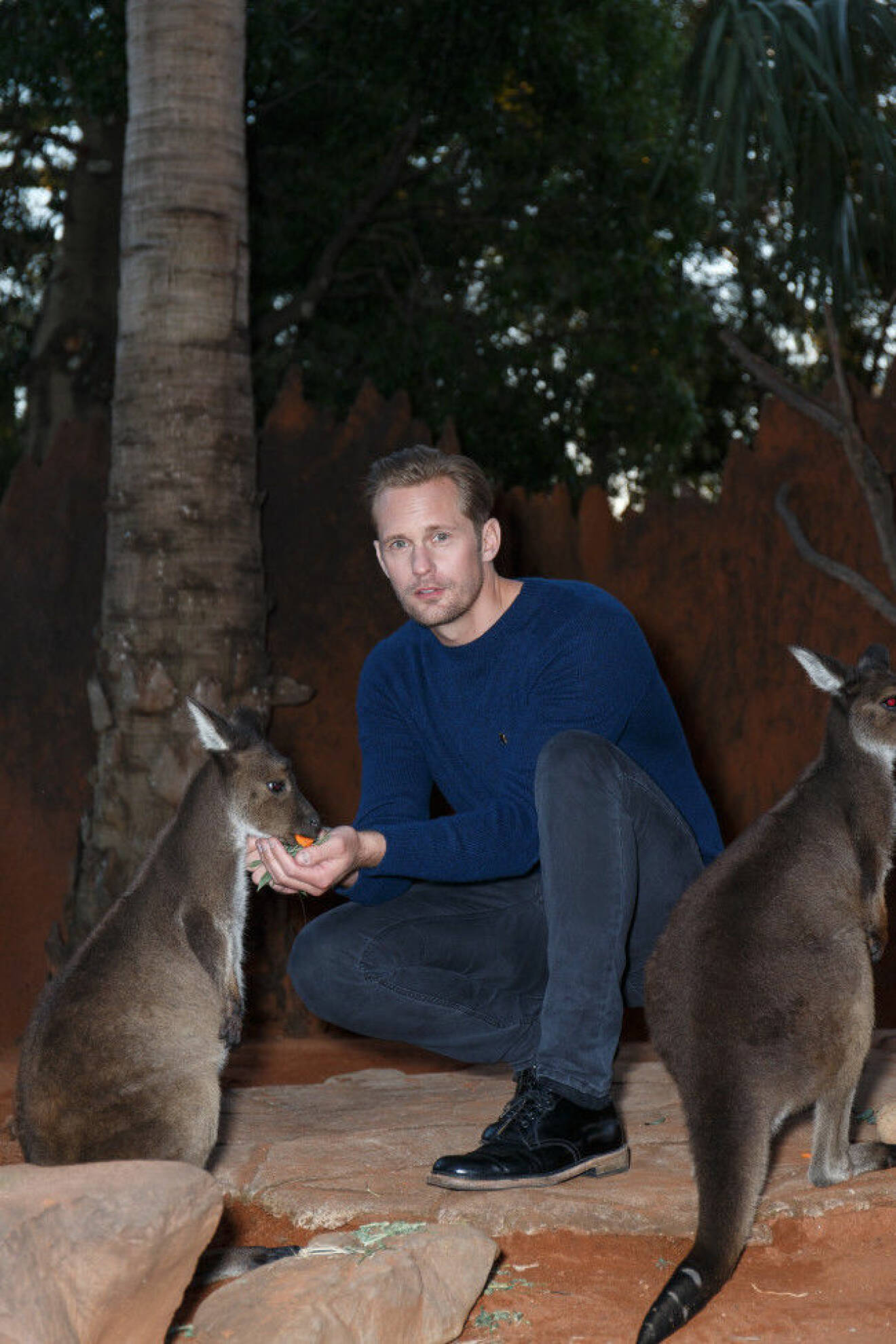 "The Legend of Tarzan" actor Alexander Skarsg?rd, who plays Tarzan in the film, greets native Australian wildlife at Sydney Zoo. Alexander is photographed with baby kangaroos, a python, and an echidna. Pictured: Alexander Skarsgard Ref: SPL1301610 140616 Picture by: Brandon Voight / Splash News Splash News and Pictures Los Angeles: 310-821-2666 New York: 212-619-2666 London: 870-934-2666 photodesk@splashnews.com 