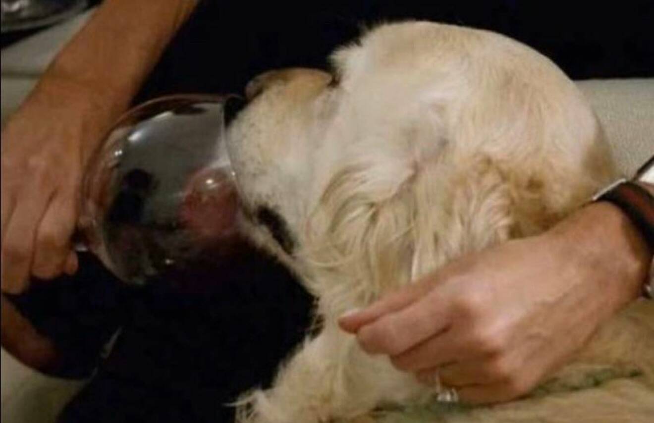 Jessica matar sin hund med vin i Love is blind