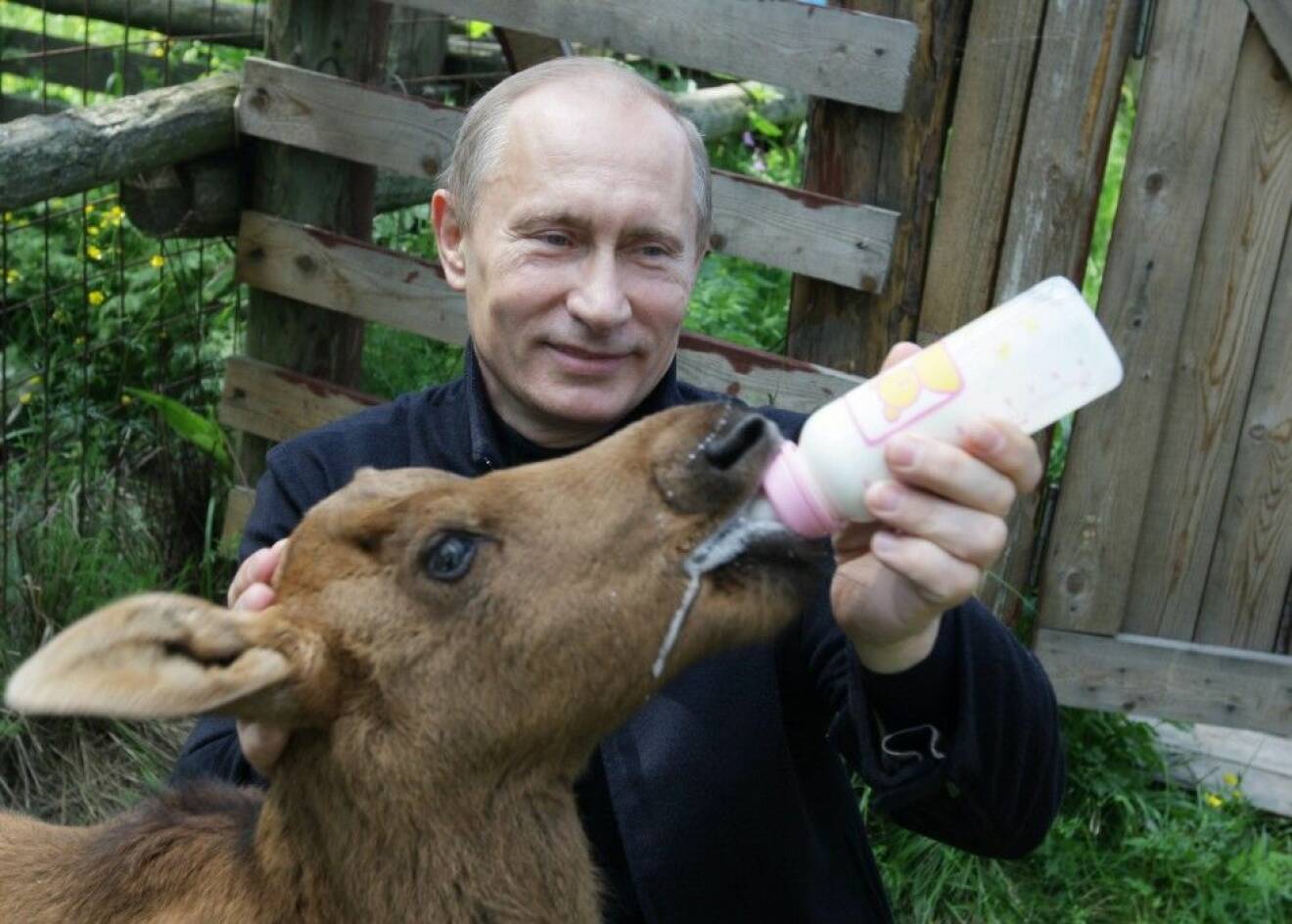 Rysslands president Vladimir Putin, 62, för en aggressiv politik och har fått öknamnet "Putler". Precis som Hitler på sin tid lät sig fotas med små söta barn för att framstå som snäll låter sig Putin fotograferas då han matar en gullig älgkalv med nappflaska.