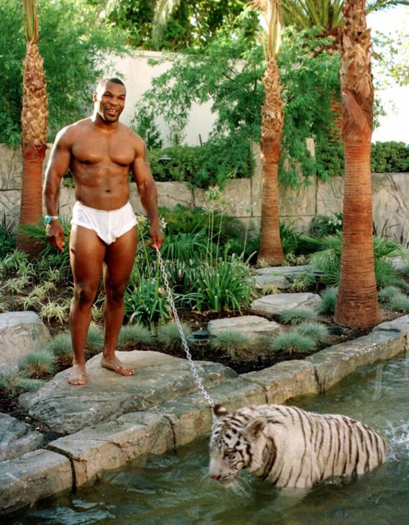 Är man världsmästare i tungviktsboxning bör man väl se till att ha ett respektingivande husdjur? Det tyckte i alla fall Mike Tyson, 48, som på 90-talet skaffade tigern Monday vilken han här poserar bredvid då han låter den ta sig ett dopp hemma på bakgården.