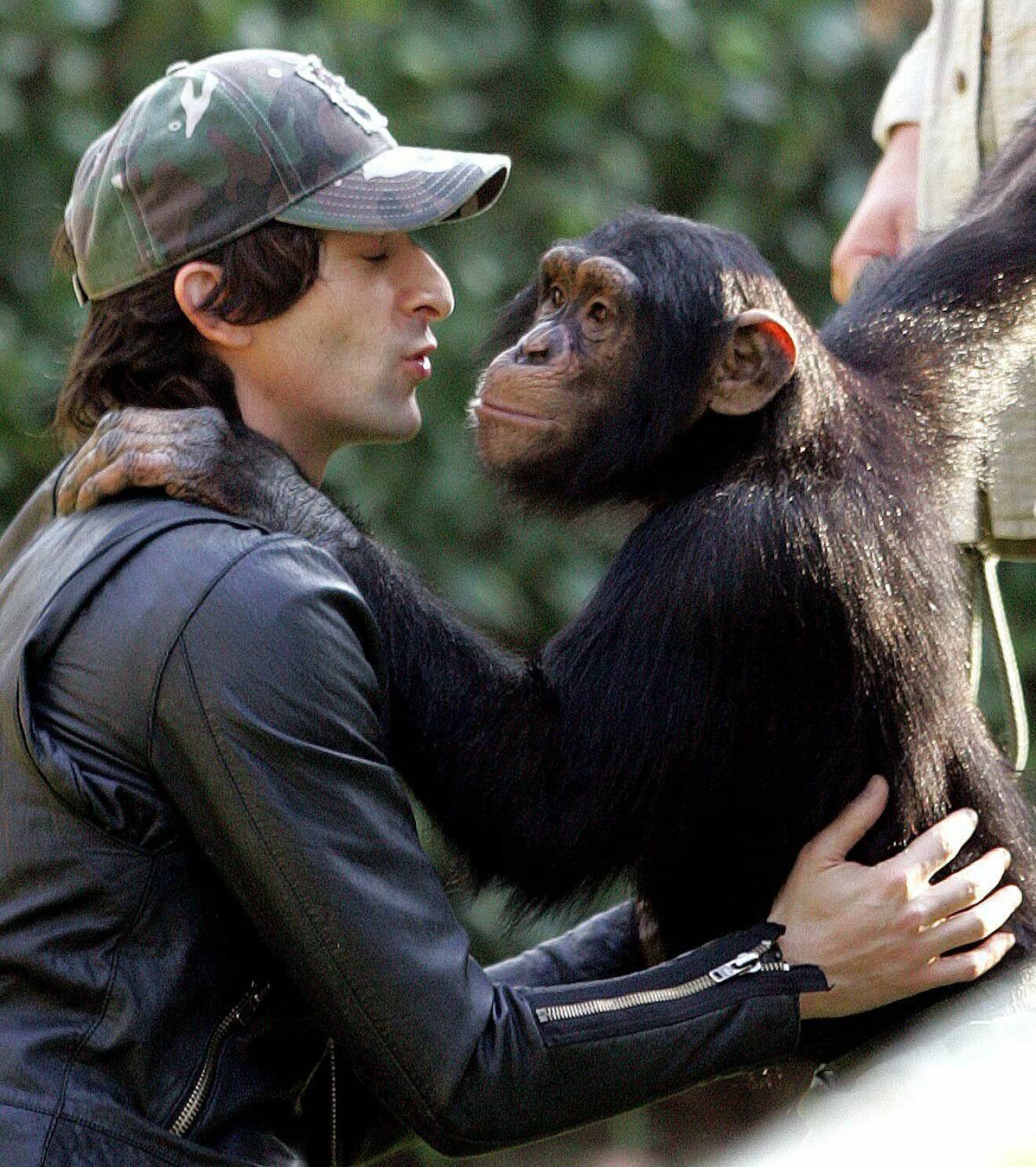 Adrien Brody, 42, hade en stor roll i nyinspelningen av "King Kong" från 2005. Klart han gärna lät sig plåtas då han gullade med den här charmiga schimpansen i Beverly Hills i början av 2006.