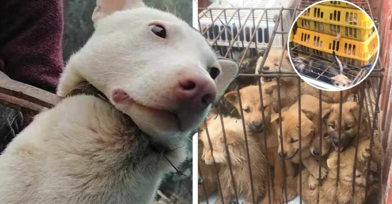 Hundfestivalen i Kina