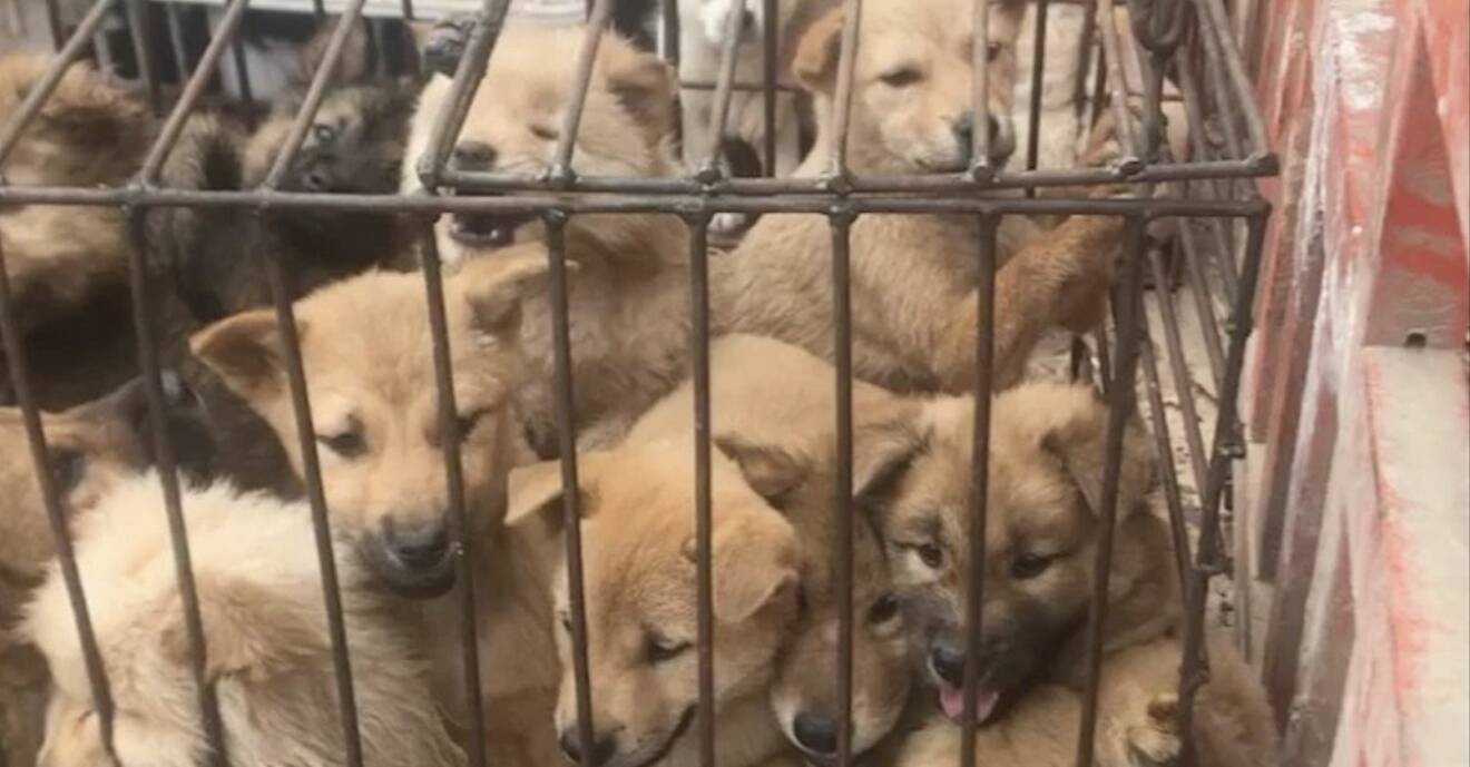 Hundar trängs i små burar