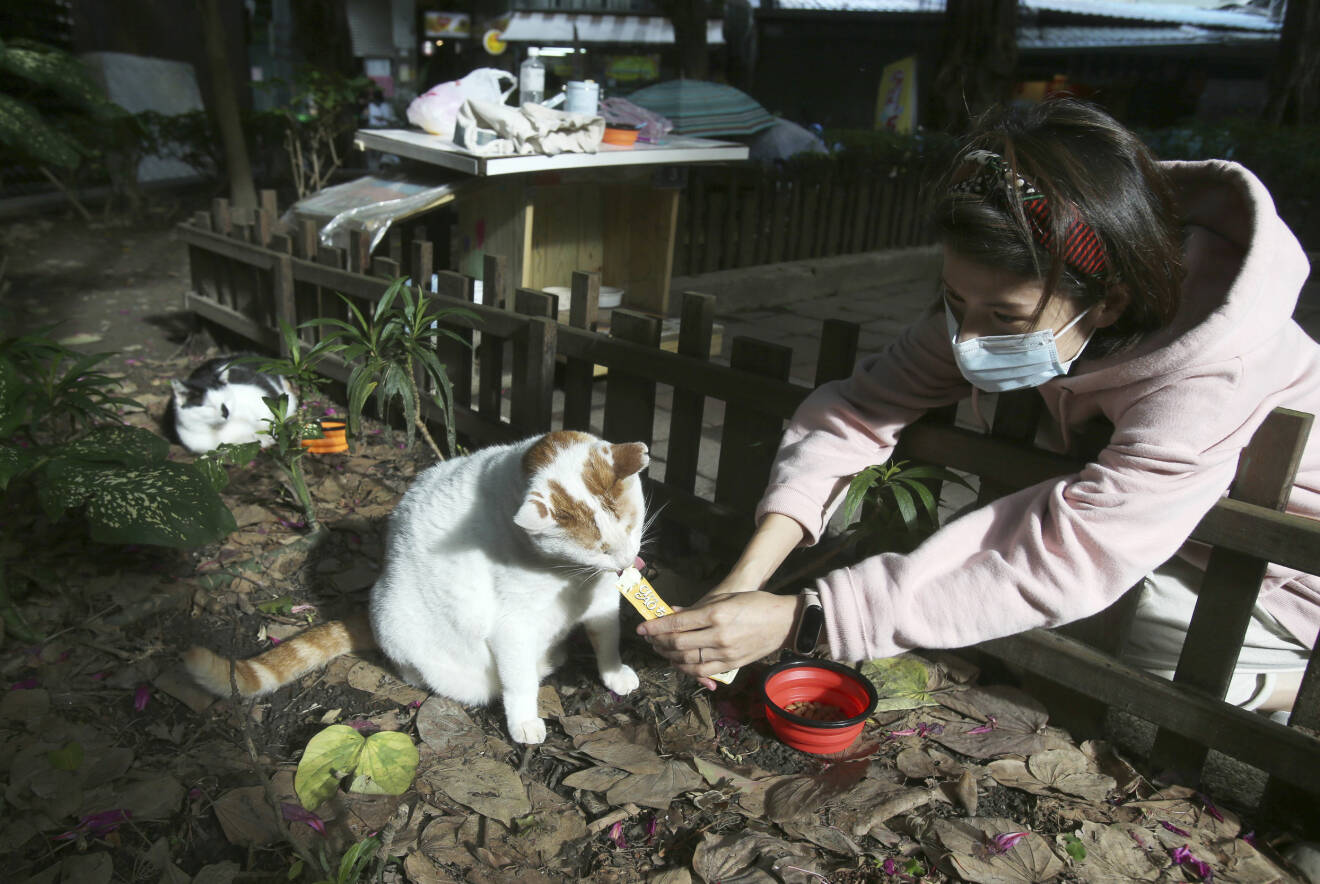 I Taiwan är katter och hundar högt prioriterade. Här sköter en volontär om en hemlös katt på ett katthem i huvudstaden Tapei.