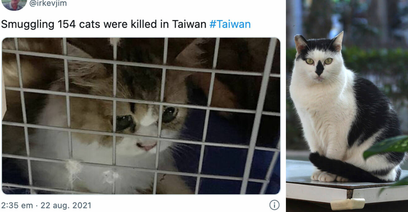 I Taiwan har 154 katter dödats efter att de smugglats in i landet. Ett beslut som får befolkningen att rasa.