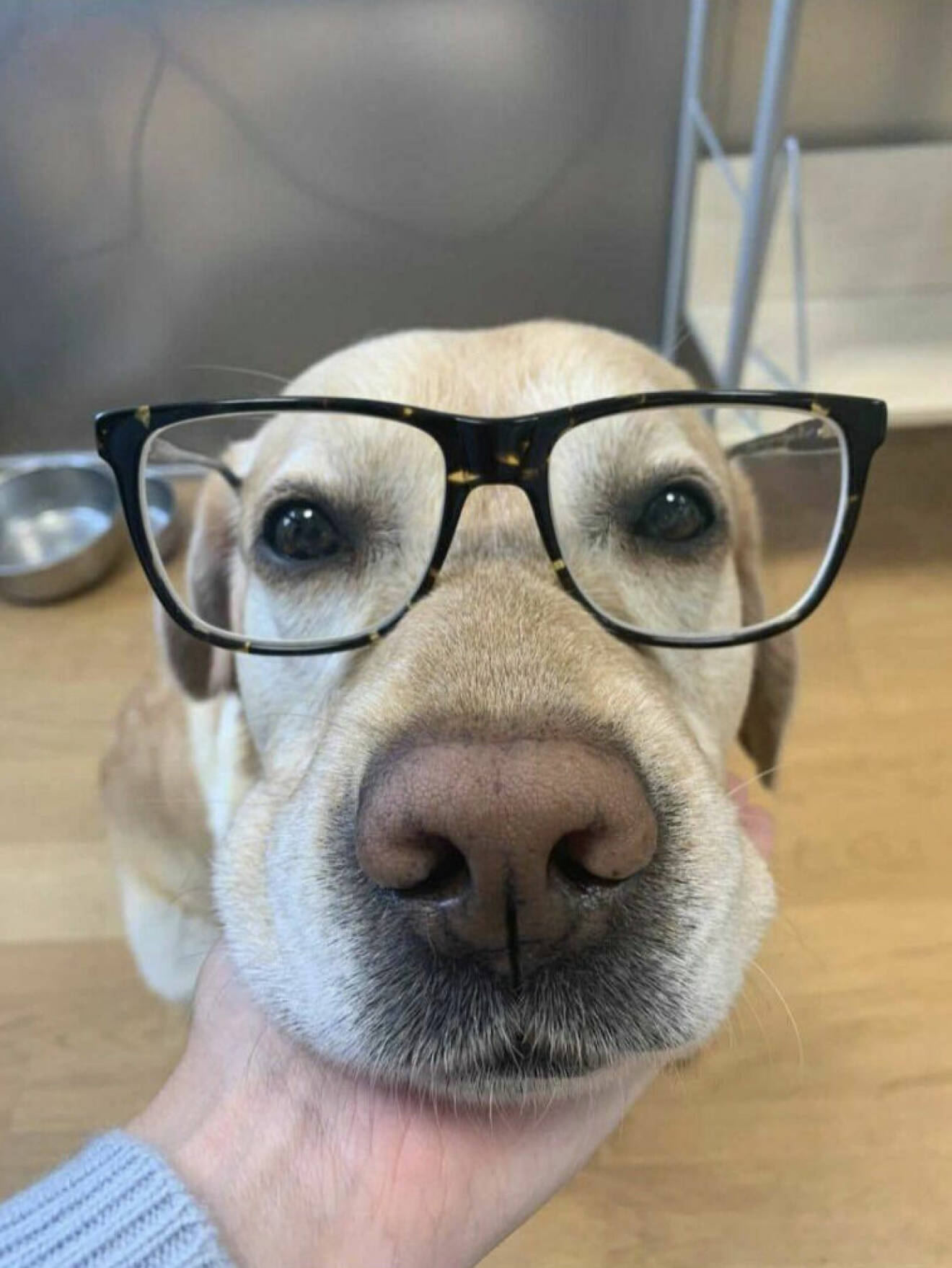 LillaNymo på jobbet med glasögon