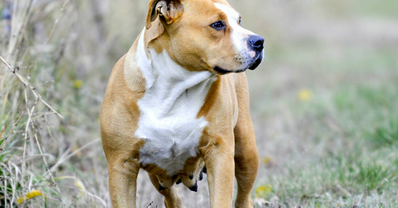 Bilderna på hundarna visar bara rasen American Staffordshire Terrier (amstaff), de har ingenting med denna händelse att göra.