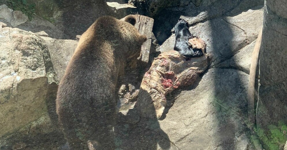 Björn äter upp stora kroppsdelar från vad som verkar vara en häst. Björn äter djur på Skansen