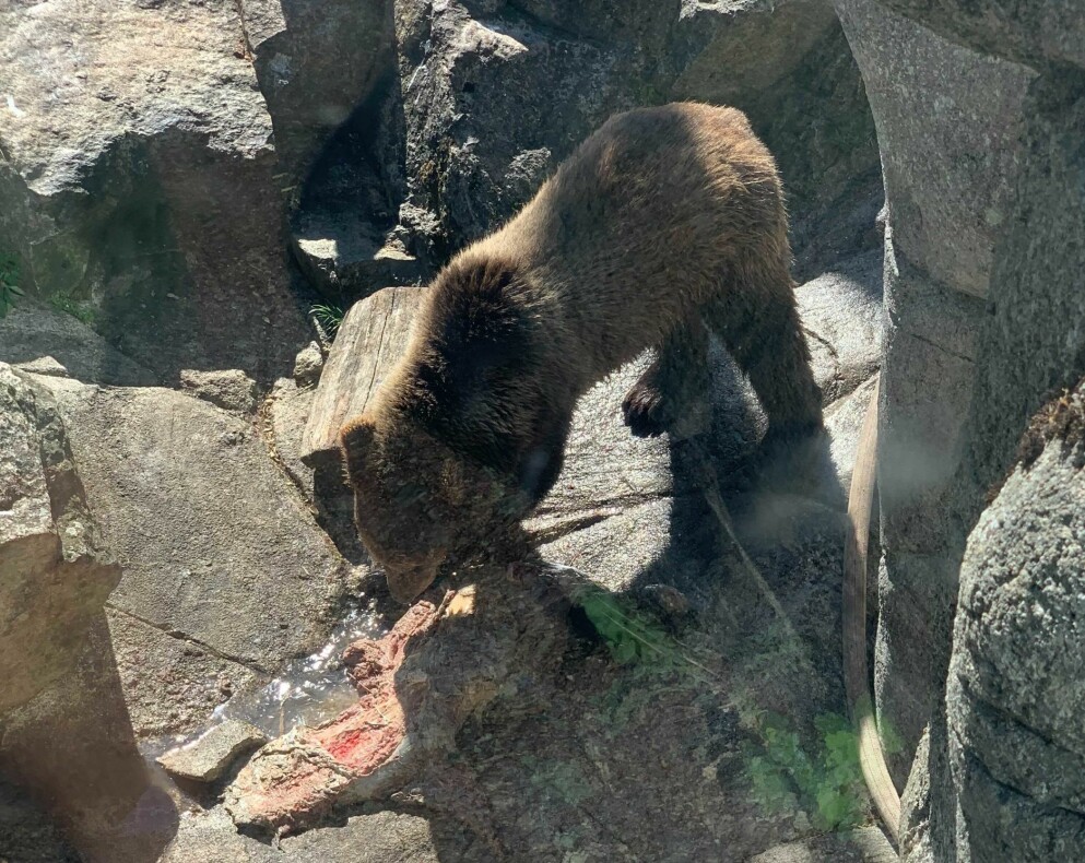 Flera besökare reagerade när en björn på Skansen åt upp stora delar av vad som verkar vara en häst. Björn äter på Skansen