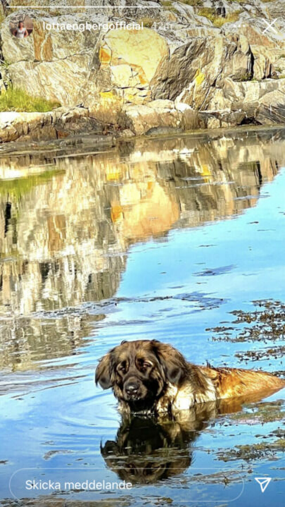 Hunden tar sig ett dopp. Vovven njuter av sommaren