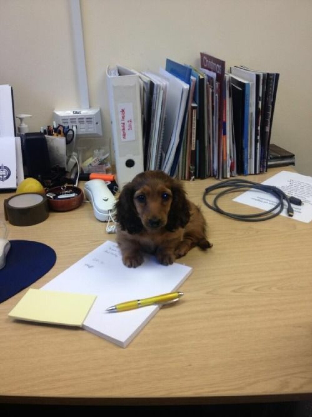 Via: <a href="http://imgur.com/yK3WE7P" target="_blank">Imgur</a> imgur-cute