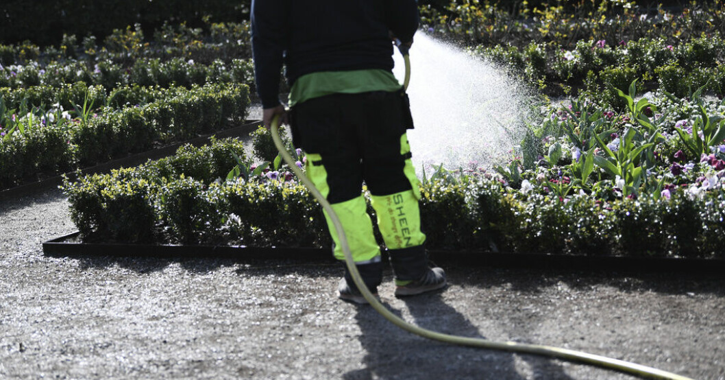 Ingen strejk i parken. Arkivbild. Strejkhot i trädgården avblåst