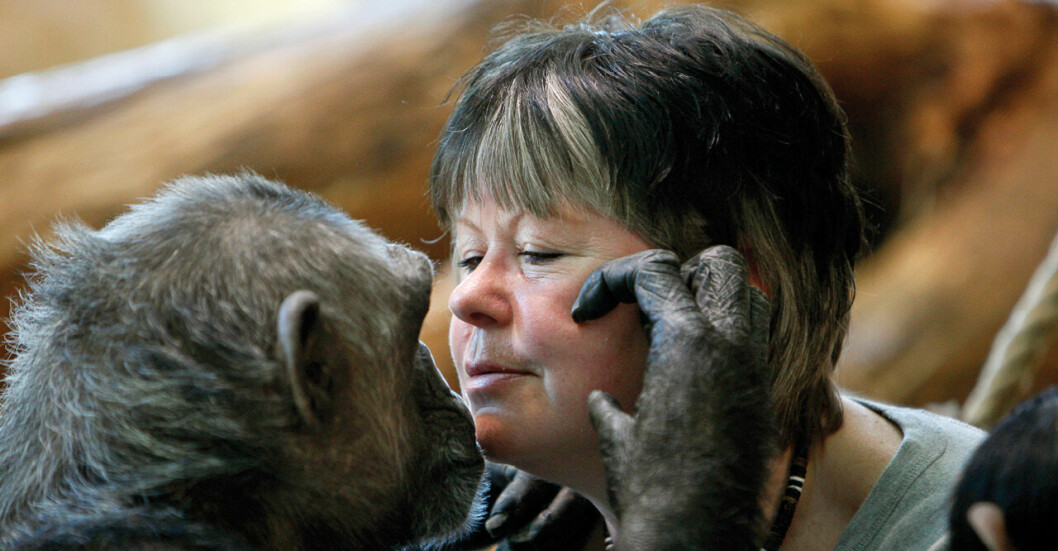 ”Schimpans-mamman” förkrossad – efter dödliga ap-dramat: ”Bedrövligt”