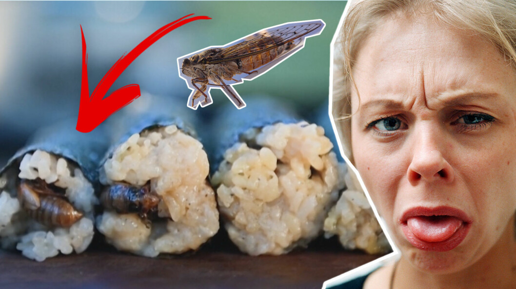 Lyxig delikatess eller otroligt äckligt? Insekter delar världen i två läger. Amerikaner och européer brukar inte mumsa i sig insikter, men en stor del av världen ser krypen som en riktig delikatess.