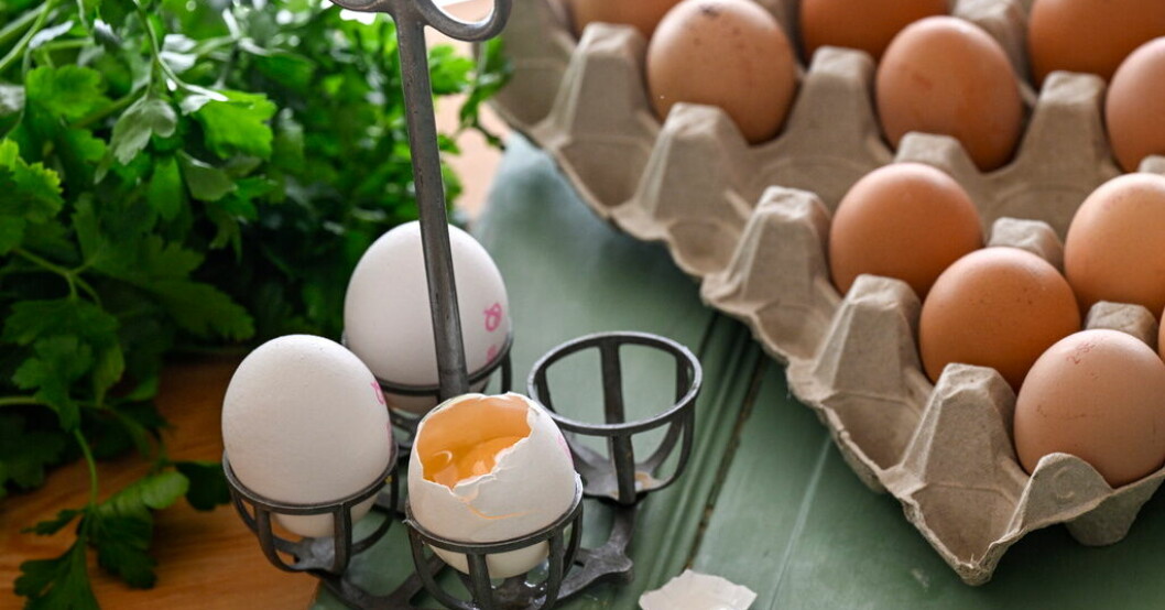 Stor äggproducent fri från salmonella