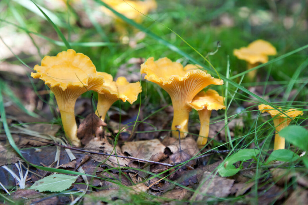 Chanterelle in the grass