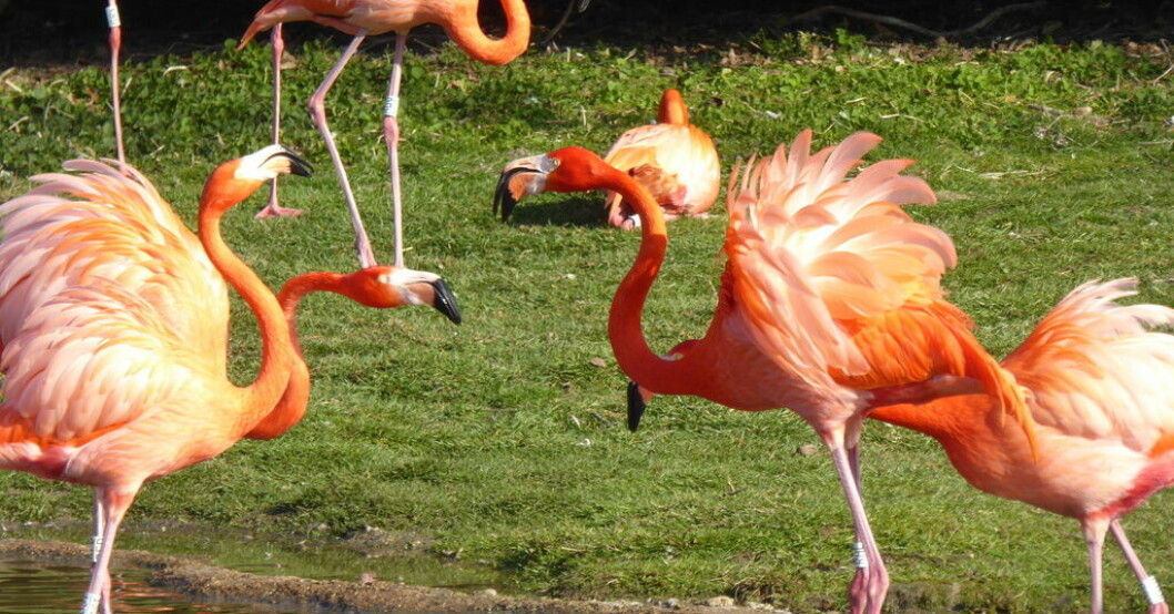 Karibiska flamingor i våtmarksreservatet Slimbridge i Storbritannien. Lika flamingor leka bäst