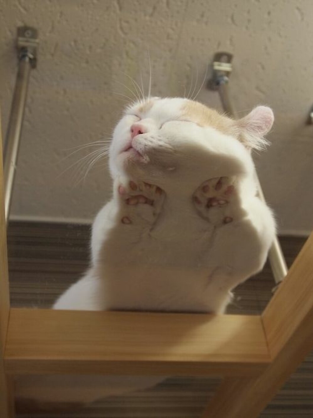 Foto: <a href="http://www.reddit.com/r/catsonglass/comments/26vwoc/this_cat_sleeping_on_a_glass_table_xpost_from/" target="_blank">Reddit</a> katt4