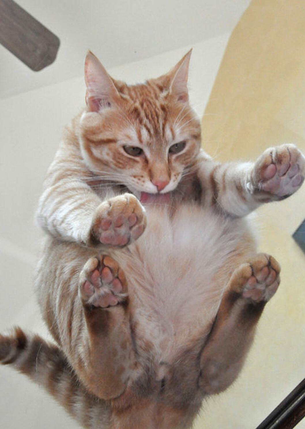 Foto: <a href="http://www.reddit.com/r/catsonglass/comments/2alj6t/licking_itself/" target="_blank">Reddit</a> katt5