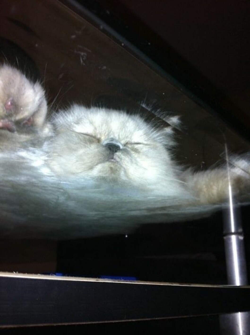 Foto: <a href="http://www.reddit.com/r/catsonglass/comments/2lad2d/melting_cloud/" target="_blank">Reddit</a> katt6