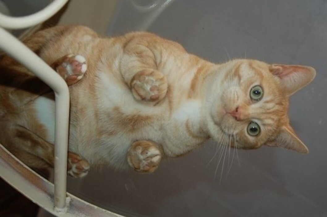 Foto: <a href="http://www.reddit.com/r/catsonglass/comments/2dciur/orange_cat/" target="_blank">Reddit</a> katt7