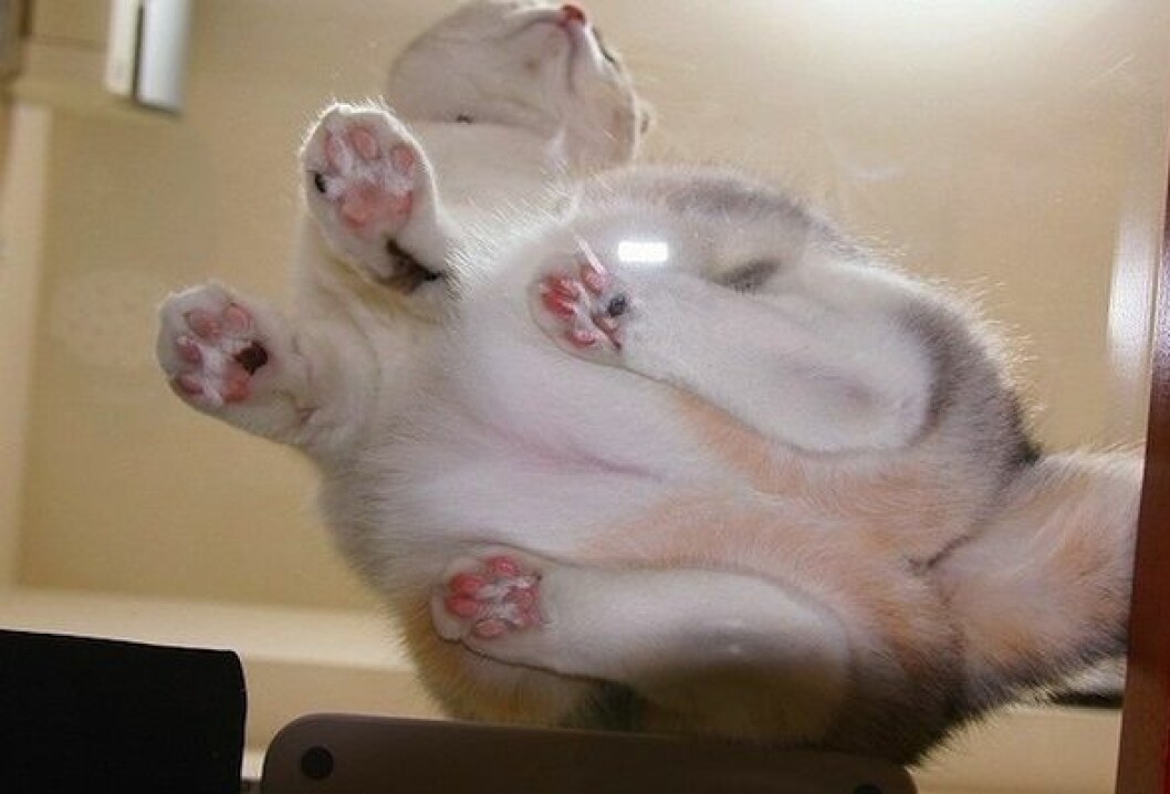 Foto: <a href="http://www.reddit.com/r/catsonglass/comments/2fx68a/chubby_cat_on_glass/" target="_blank">Reddit</a> katt8