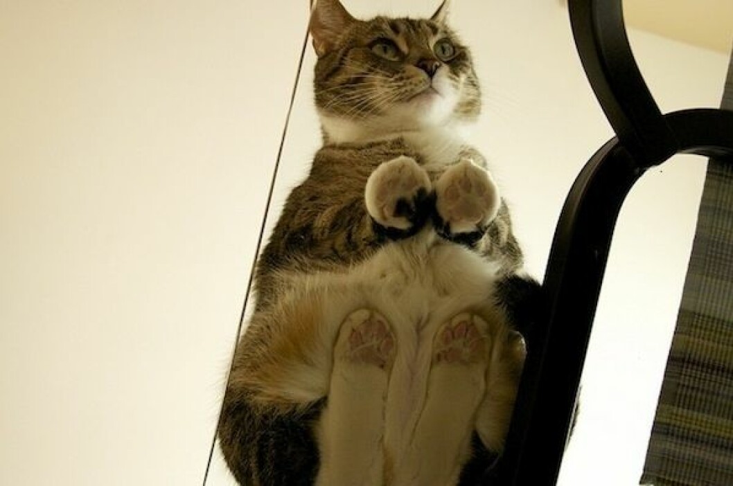Foto: <a href="http://www.reddit.com/r/catsonglass/comments/os9b6/hmm/" target="_blank">Reddit</a> katt9