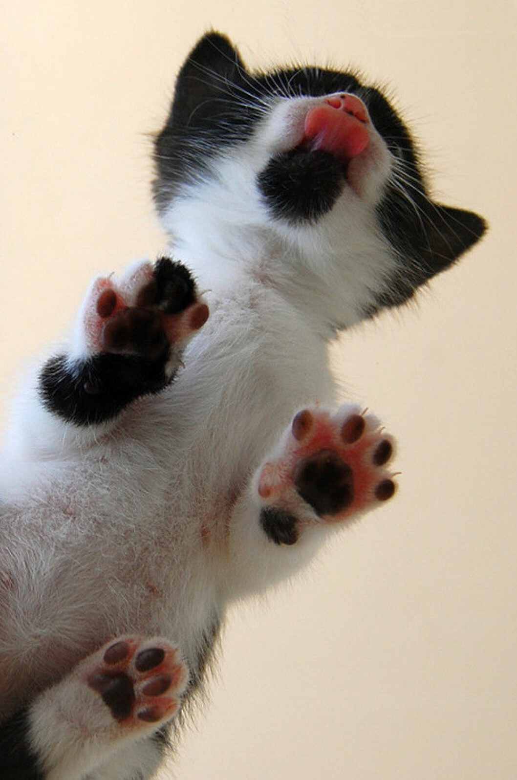 Foto: <a href="http://www.reddit.com/r/catsonglass/comments/2bhsjl/kitty_lick/" target="_blank">Reddit</a> katt10