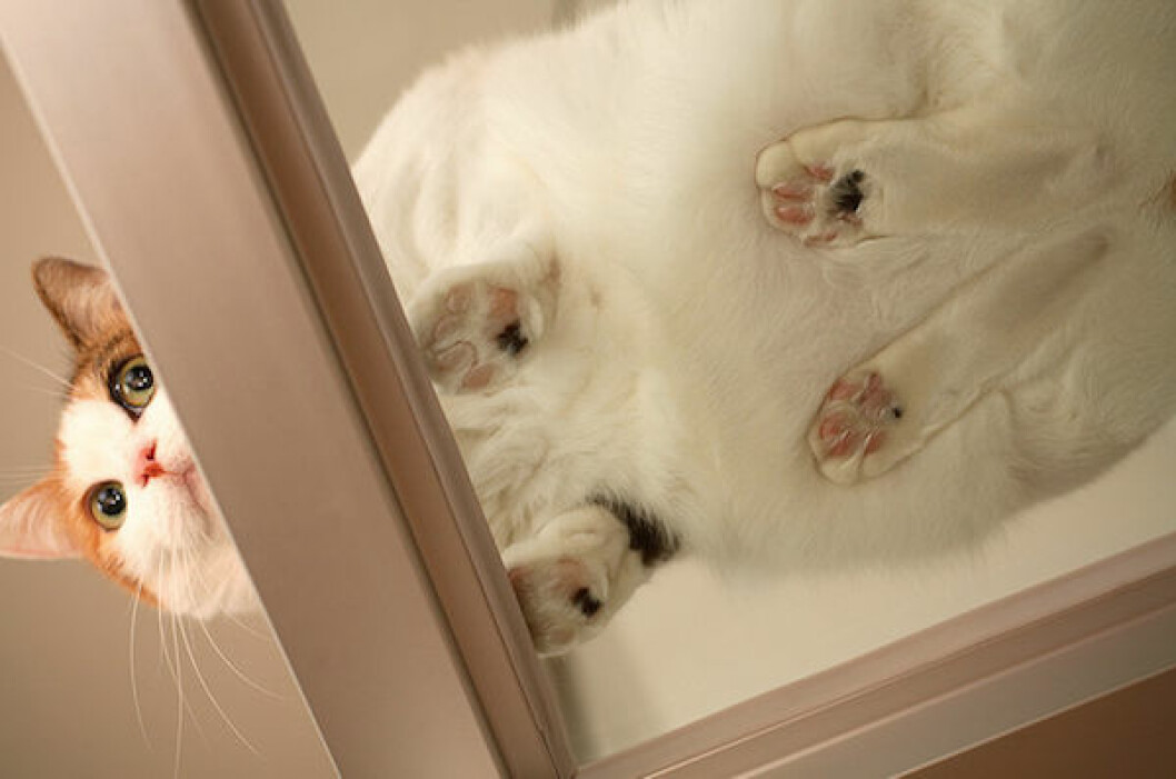 Foto: <a href="http://www.reddit.com/r/catsonglass/comments/os9d2/ok_im_running_out_of_names_for_these/" target="_blank">Reddit</a> katt11