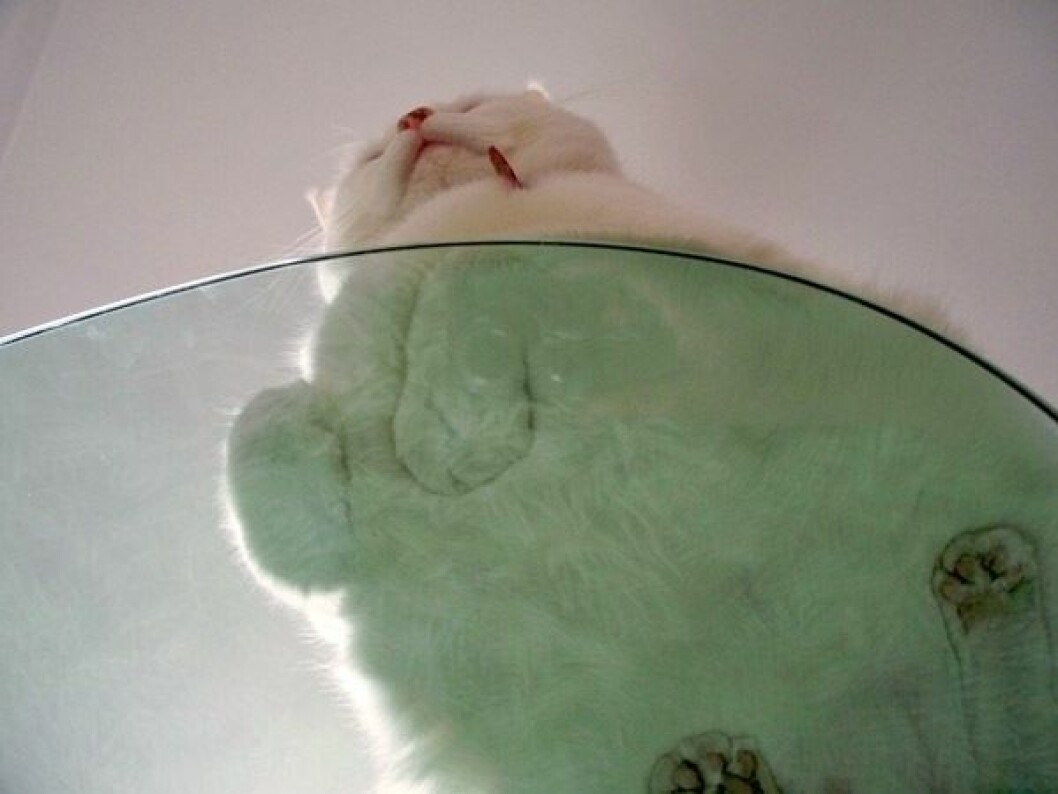 Foto: <a href="http://www.reddit.com/r/catsonglass/comments/2d1wib/rcatloaf/" target="_blank">Reddit</a> katt12